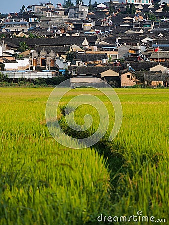 Paddy and houses Stock Photo