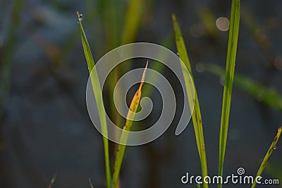 Paddy plant and the sunlight makes the seen awesome. Stock Photo