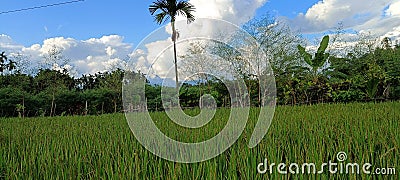 Paddy plantation in Assam, india. Stock Photo