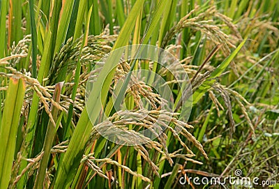 Paddy rice. Stock Photo