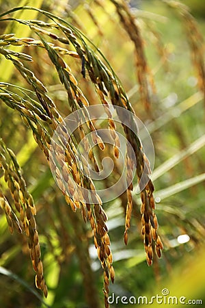 Paddy rice Stock Photo