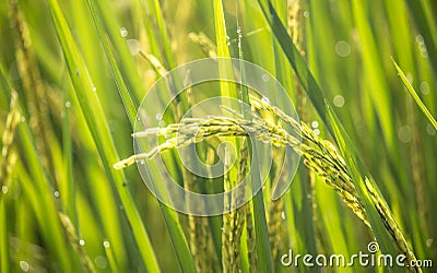 Paddy rice crop Stock Photo