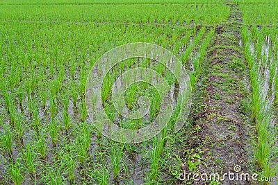 Paddy rice farmland Stock Photo