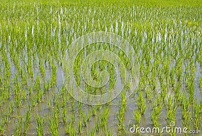 Paddy rice in field Stock Photo