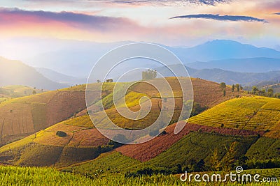 Paddy rice field landscape view in Baan Pa Bong Piang in Chiangmai Stock Photo