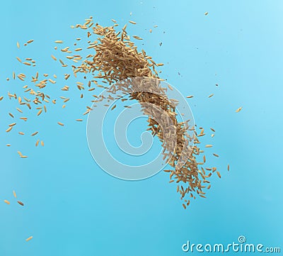 Paddy Rice grain fly in mid air. Yellow Golden Paddy Rice falling scatter, explosion float in shape form line group. Blue sky Stock Photo