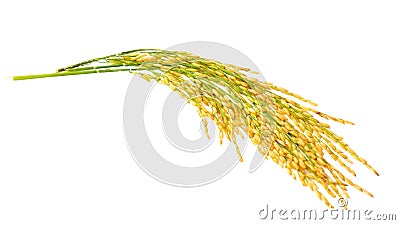 Paddy rice isolated on white background Stock Photo