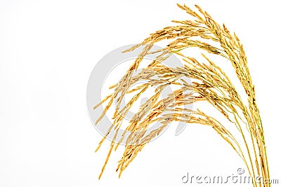 Paddy rice isolated on white background. Stock Photo