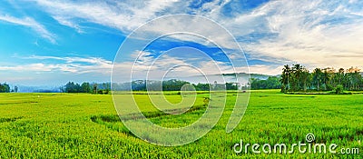 Paddy rice panorama Stock Photo