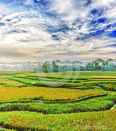 Paddy rice panorama Stock Photo