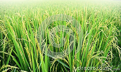 Paddy rice plant in rice field , thailand Stock Photo