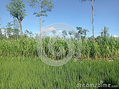 paddy rice sugar Stock Photo