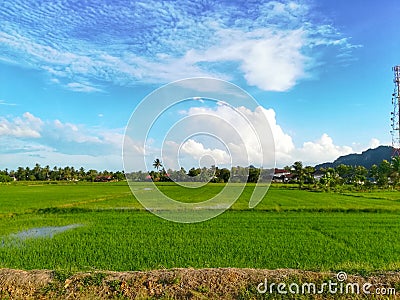 Paddy view Stock Photo