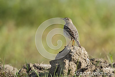 Paddyfield pipit standing on a small rock, in Nepal Stock Photo