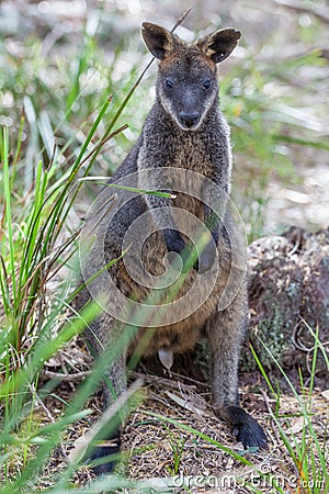 Pademelon eating- native Australian marsupial mammal portrait. Stock Photo