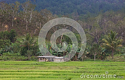 Hut in Padi field, Timor Leste Stock Photo
