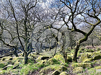 Padley Gorge Ancient Forest in Derbyshire Stock Photo