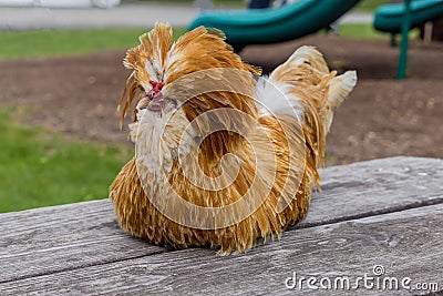 Padovana cute chicken lying on wooden table Stock Photo