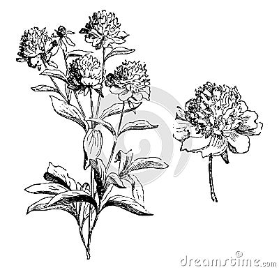 Paeonia Albiflora Flore-Pleno Blanc vintage illustration Vector Illustration