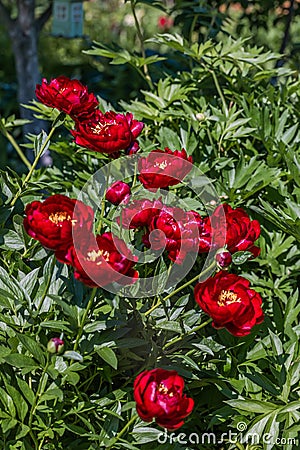 Paeonia Buckeye Belle flowers in garden. Paeonia lactiflora Chinese peony or common garden peony Stock Photo