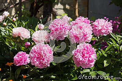 Paeonia Flowers Stock Photo