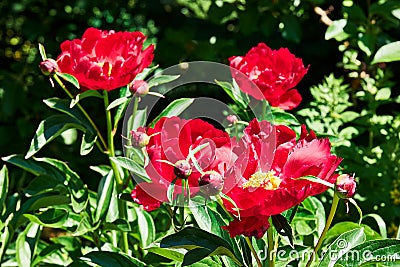 Paeonia lactiflora, common garden peony Stock Photo