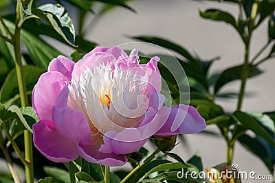 Paeonia lactiflora or peony Bowl of beauty pink flower in the garden design selective focus Stock Photo