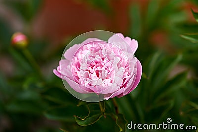 Paeonia lactiflora Sarah Bernhardt Peony flowers in spring garden Stock Photo