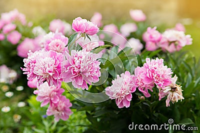 Paeonia officinalis. beautiful photo of a pink luxurious flower in the garden Stock Photo