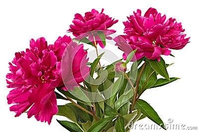 Paeonia officinalis flowers Stock Photo