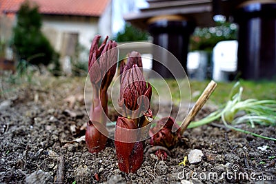 Paeonia - spring, March Stock Photo