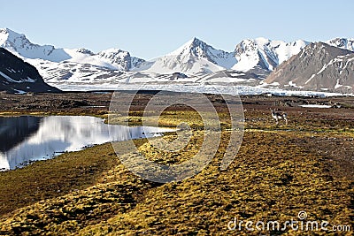 Gallerie di primavera... - Pagina 3 Paesaggio-artico-di-estate-renna-sulla-tundra-16084571