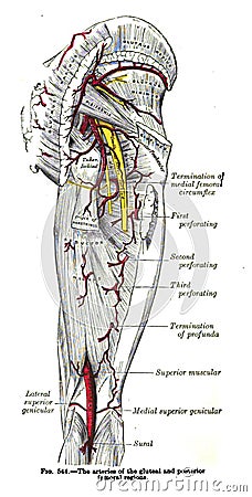 Page from an atlas book of human anatomy Editorial Stock Photo
