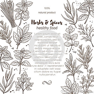 Sketch herbs and spices Vector Illustration