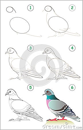 Page shows how to learn step by step to draw a cute pigeon. Developing children skills for drawing and coloring. Vector Illustration