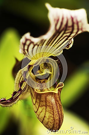 Pahiopedilum Orchid Stock Photo