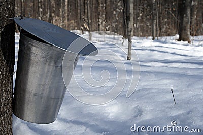Pail for collecting maple sap Stock Photo