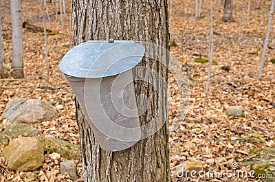 Pail for collecting maple sap Stock Photo