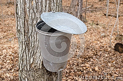 Pail for collecting maple sap Stock Photo