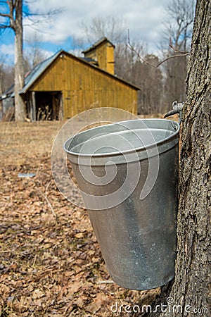 Pail used to collect sap Stock Photo