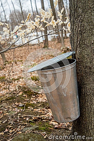 Pail used to collect sap of maple trees Stock Photo