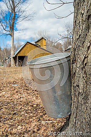 Pail used to collect sap of maple trees Stock Photo