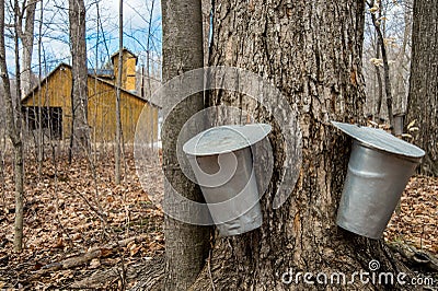 Pail used to collect sap of maple trees to produce maple syrup i Stock Photo