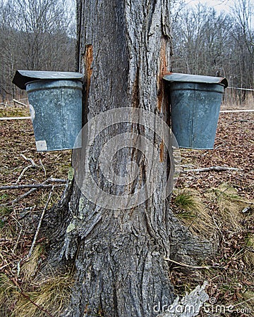 Pails Collecting Sap To Make Maple Syrup Stock Photo
