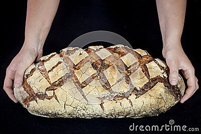 Loaf or miche of French sourdough, called as well as Pain de campagne, on display isolated on a black background held by female Stock Photo