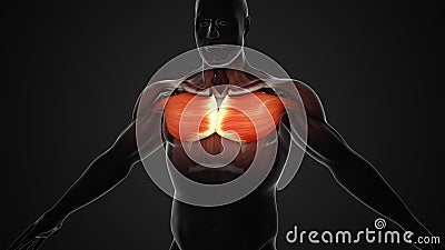 Pain and injury in the Chest Pectoralis Major and Minor Muscles Stock Photo