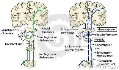 Pain pathways to the brain Vector Illustration