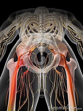 Painful sciatic nerve Cartoon Illustration