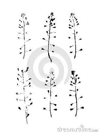 Paint Capsella bursa pastoris for design use. Abstract imprint background. Vector art illustration grunge leaf and Vector Illustration