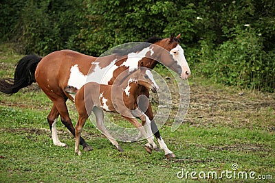 Paint horse mare with adorable foal on pasturage Stock Photo